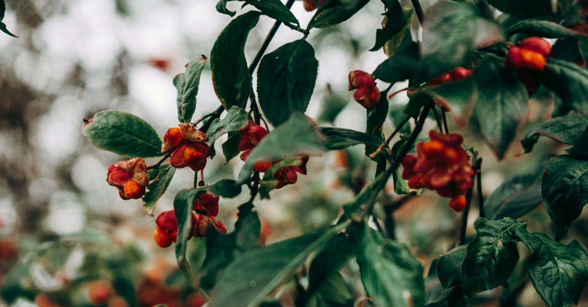 Is Berberine Good for Skin? Clinical Trials, Dosing & Side Effects