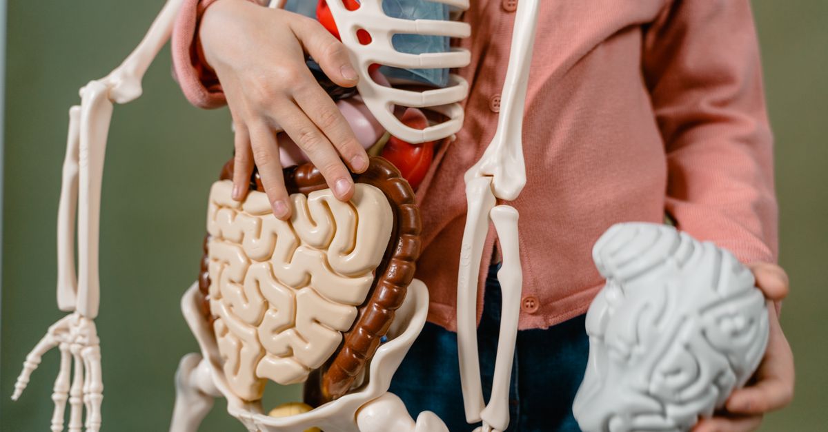 Best Supplements for ADHD in Adults: Stimulant-Compatible Stack