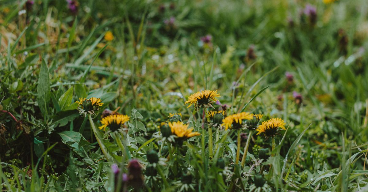 Dandelion Root Interactions: Benefits, Dosing, and Realistic Expectations
