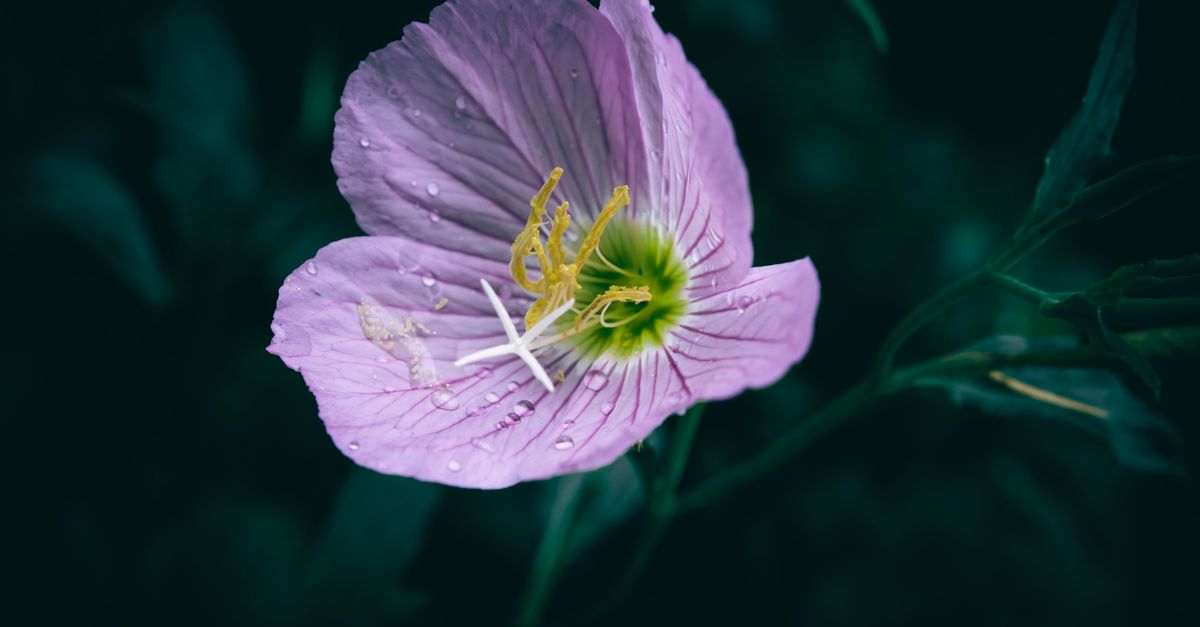 Does Evening Primrose Oil Help with PCOS?