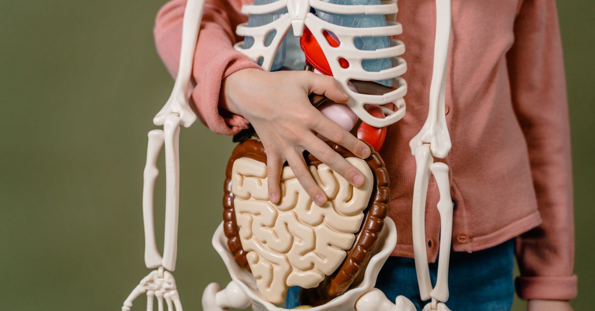 Do Probiotics Help with Brain Fog?