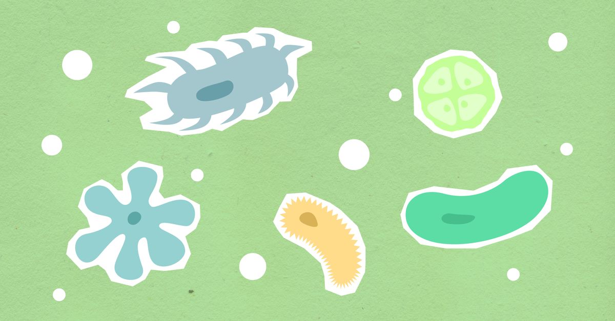 Do Probiotics Help with Skin? What the Research Shows