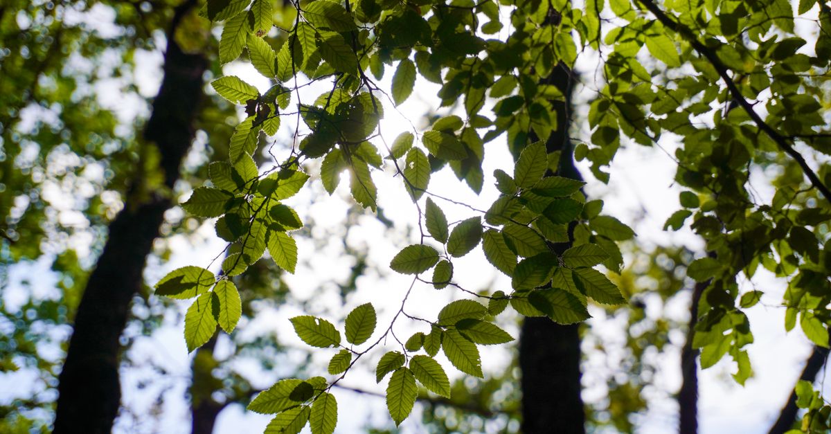Does Vitamin D Help with Perimenopause?
