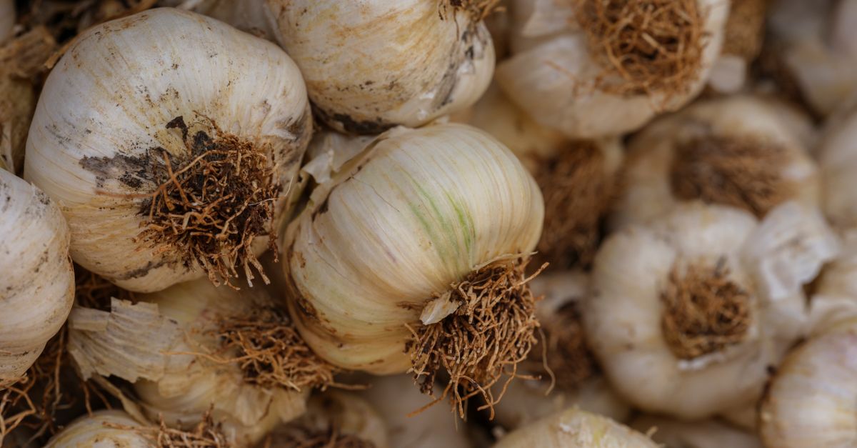 Do Garlic Supplements Have Sufficient Amounts of Allicin or Do I Need to Eat Crushed Raw Garlic?: A Clinical Guide to Dosage, Mechanism, and Outcomes
