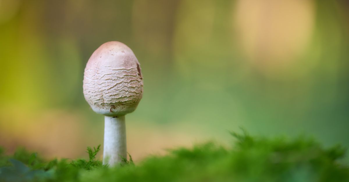 How Long Does Cordyceps Take to Work?