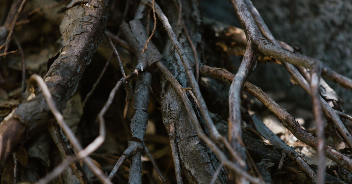 How Long Does Rhodiola Rosea Take to Work?