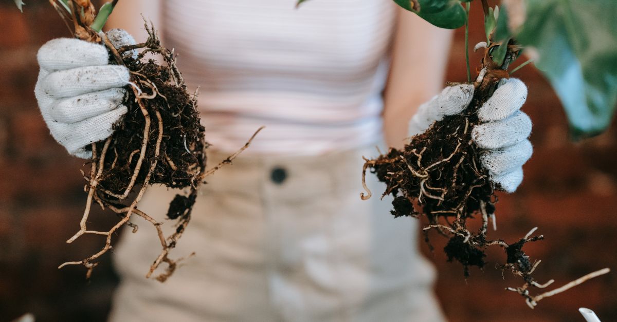 How Much Black Cohosh Do You Need for PCOS?