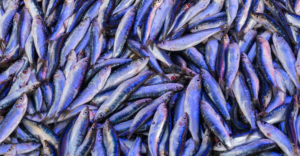 The Practitioner's Guide to How Much Phosphatidylcholine Per Day