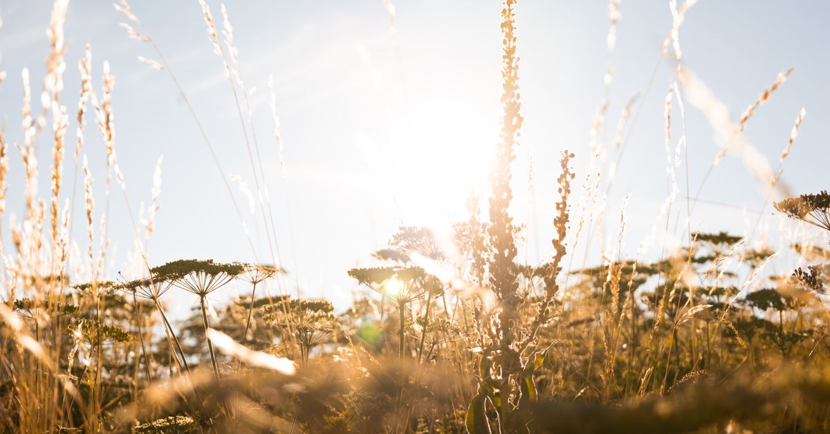 How Much Vitamin D Do You Need on Liraglutide?