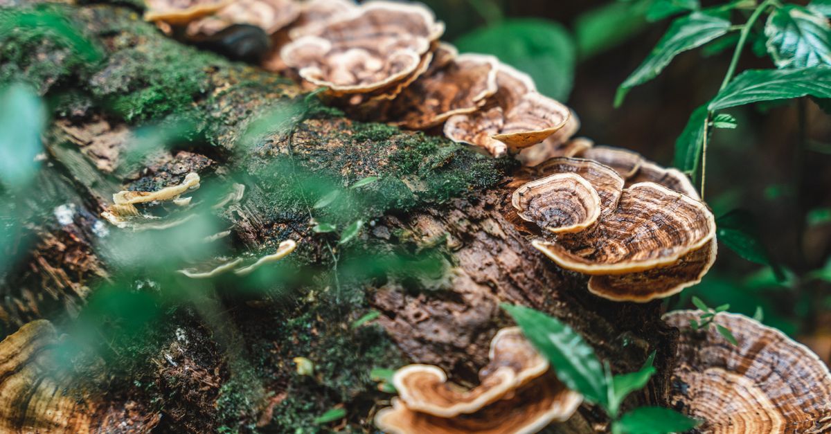 Is Chaga Mushroom Safe? What the Research Actually Shows