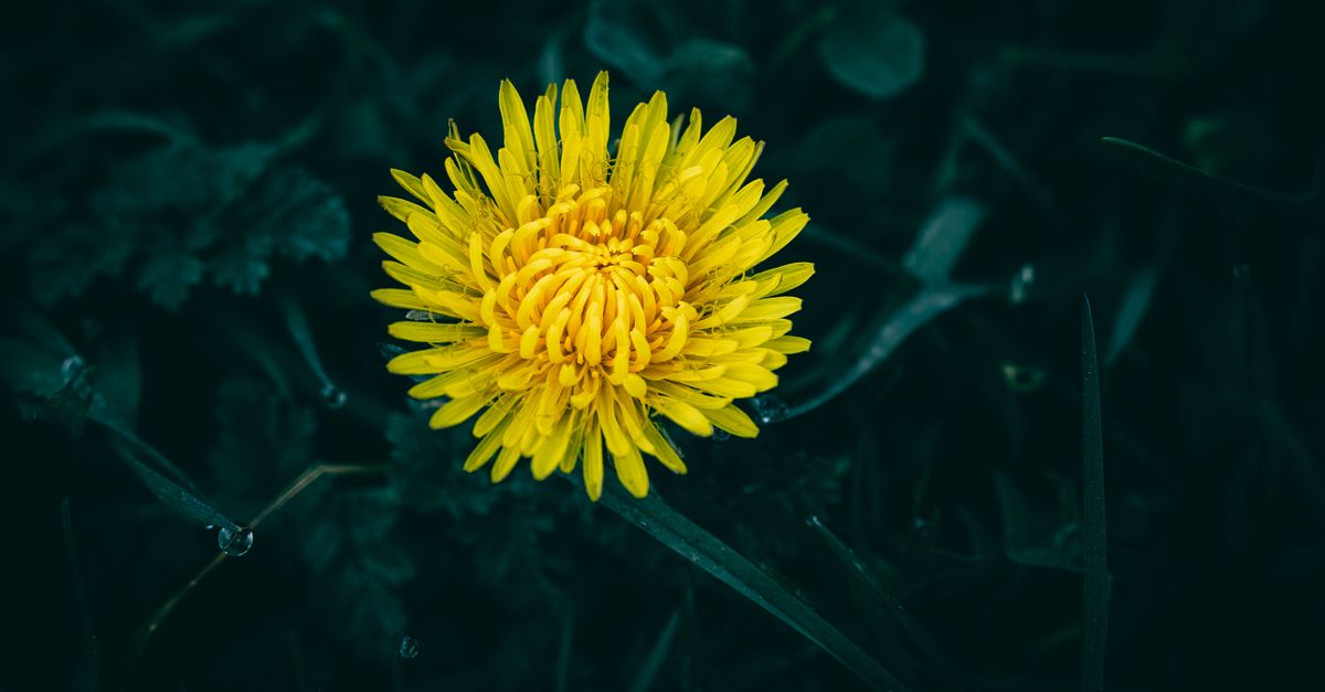 Is Dandelion Root Safe: Evidence-Backed Benefits and Realistic Expectations