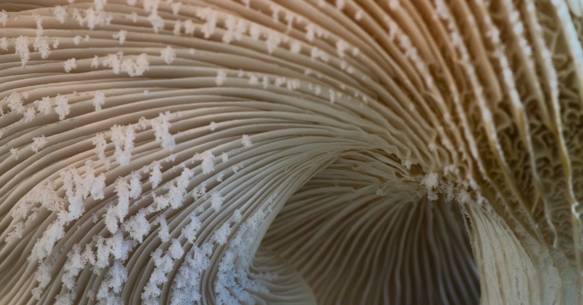 Is Lion's Mane Mushroom Safe? A Look at the Clinical Trials