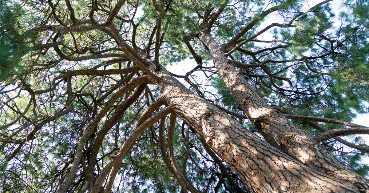 Pine Bark Extract Dosage: The Practitioner's Guide