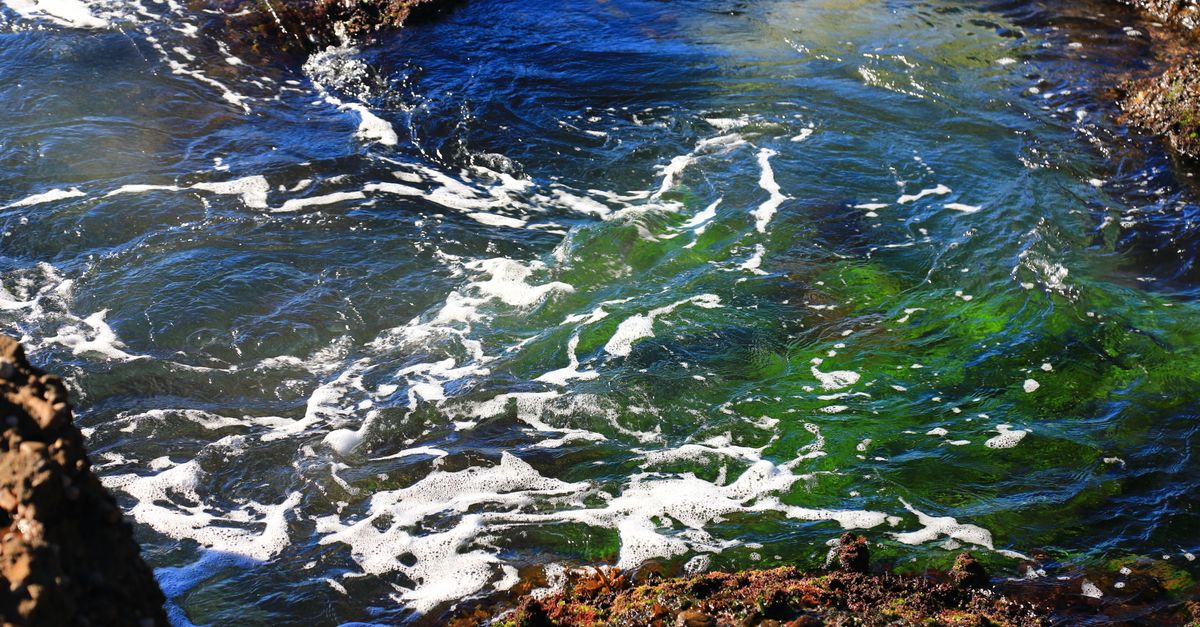The Daily Habits Behind Sea Moss for Sleep