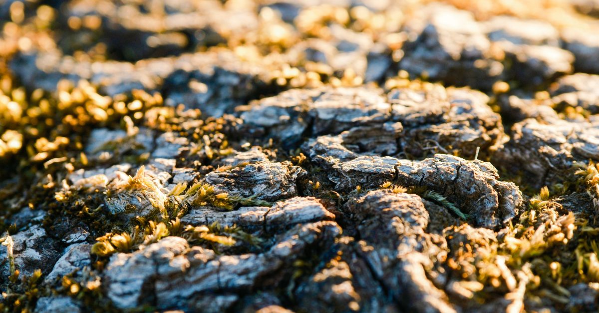 Does Sea Moss Actually Boost Testosterone? What the Evidence Says
