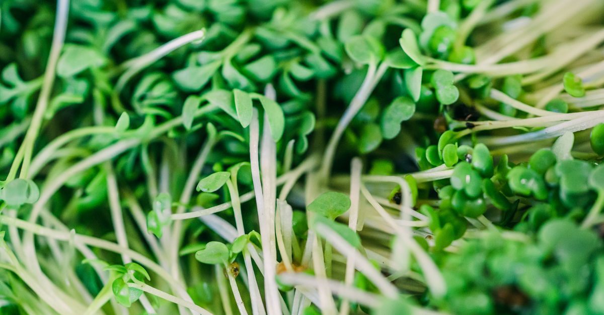 What Causes Low Folate in Women?
