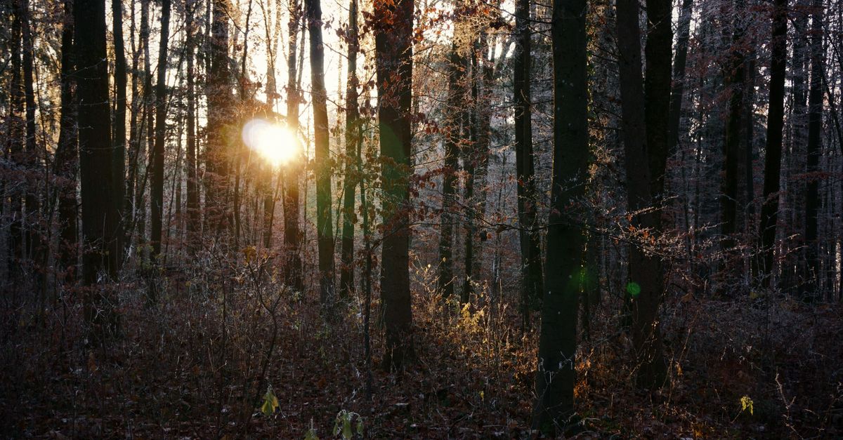 What Happens to Vitamin D Levels During Menopause?
