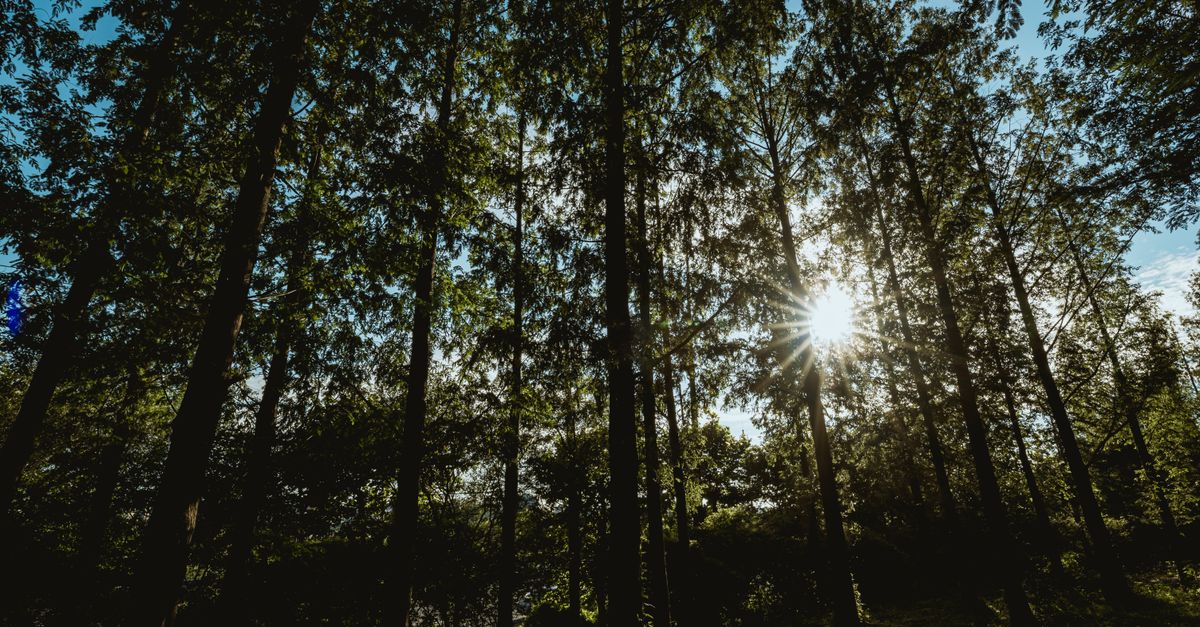 What Is a Normal Vitamin D Level in Perimenopause?