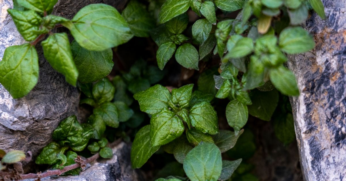 What Is Fadogia Agrestis Good For?